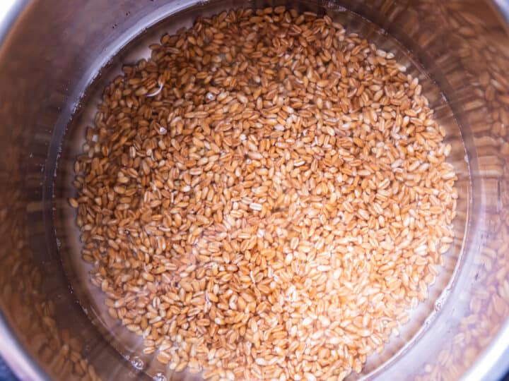 Farro shown in an instant pot.